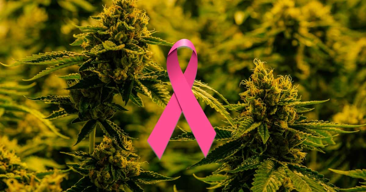 Study Confirms Medical Cannabis Effectively Reduces Cancer Pain