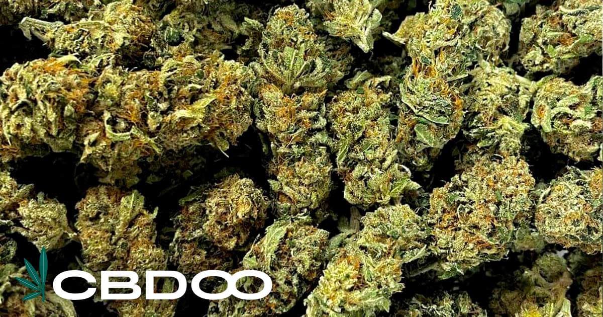 CBDOO Offers Diverse Range of Premium CBD Flowers for All Needs