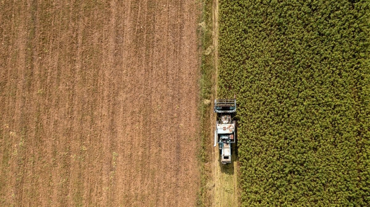 Hemp Industry Report Highlights Growth Opportunities and Challenges in Australia and New Zealand