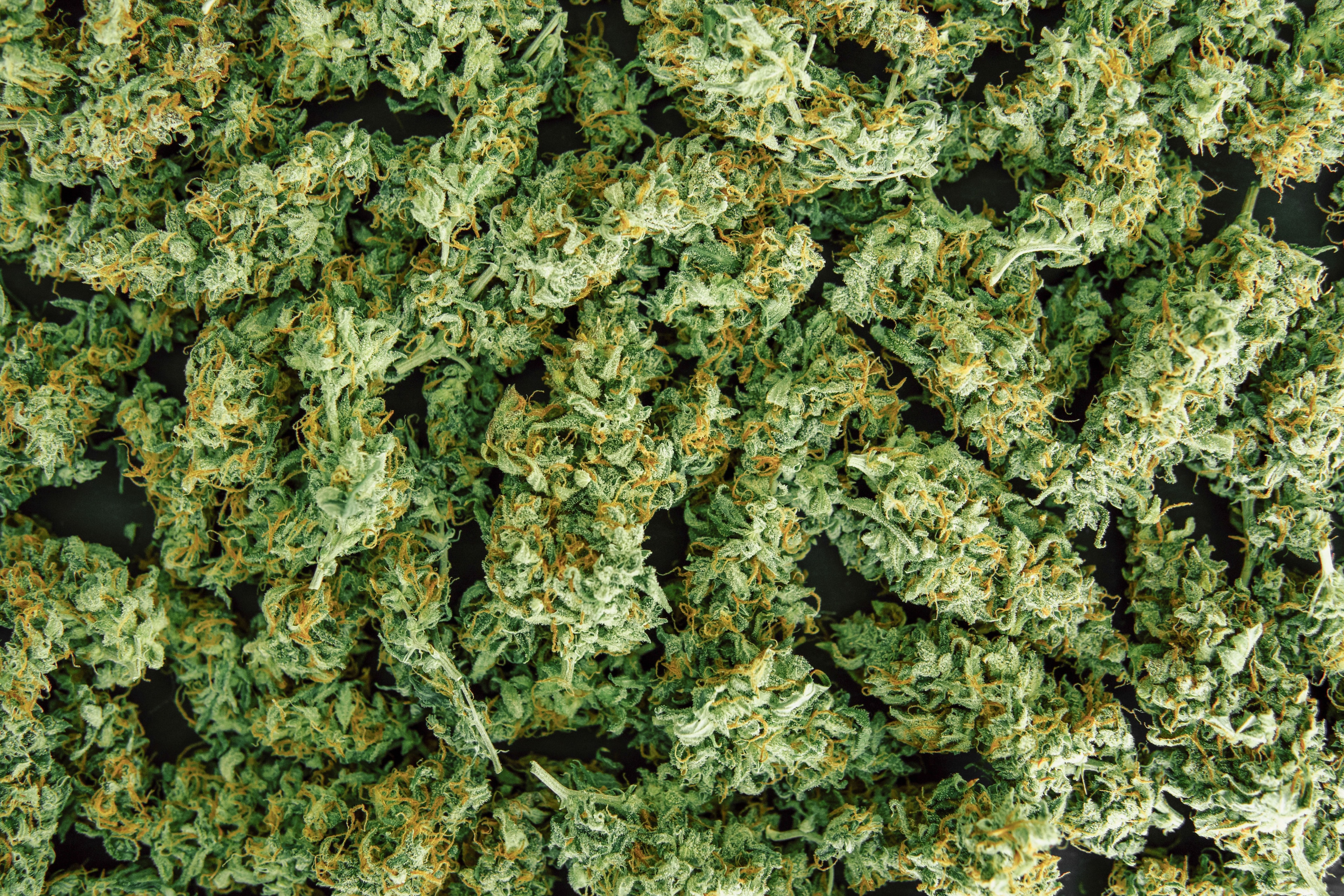 Curaleaf Opens New Millcreek Dispensary in Erie, Pennsylvania