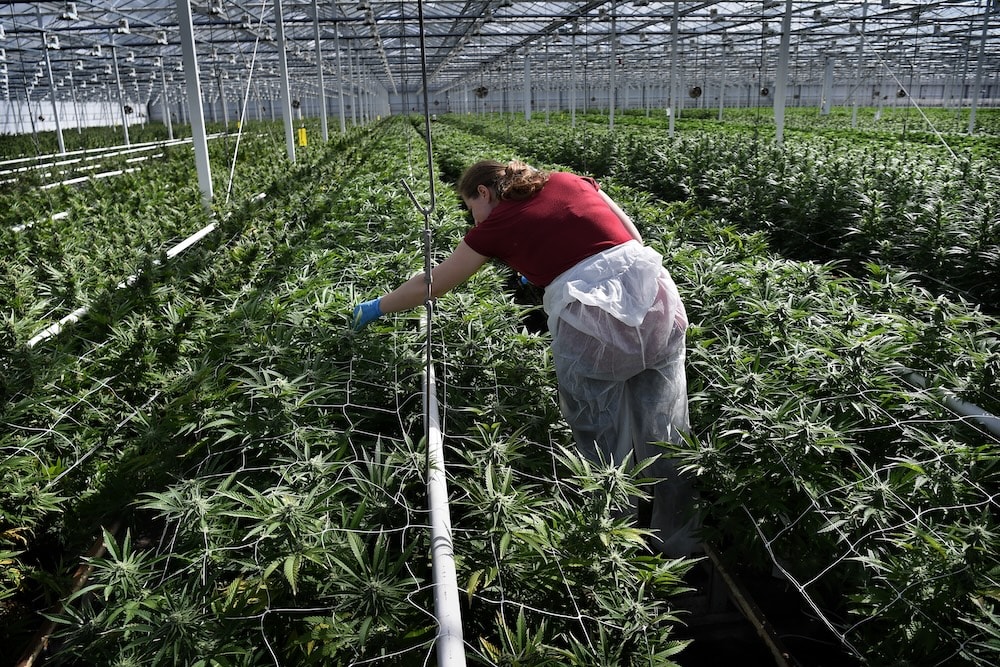Dutch Court Orders Cannabis Producer to Reduce Odor or Face Closure