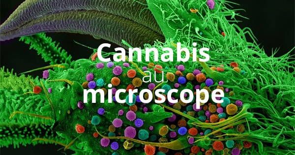 Ford McCann Offers Microscopic Insights into Cannabis with New Book