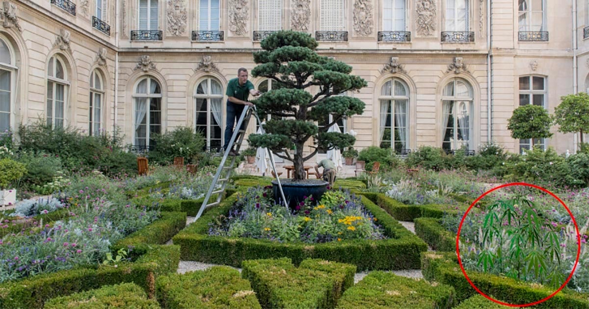 Brigitte Macron Cultivates Hemp at the Élysée Palace for Culinary Use