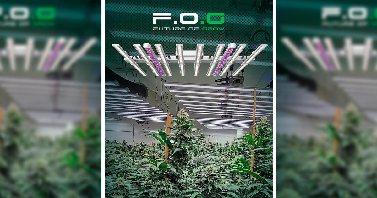 Swiss Company F.O.G. Transforms Horticulture with Innovative LED Lighting