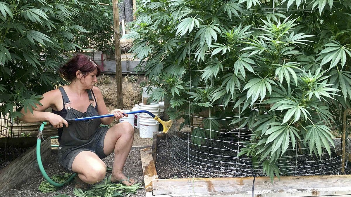 Uncertainty Surrounds Marijuana Legalization Under Trump Administration