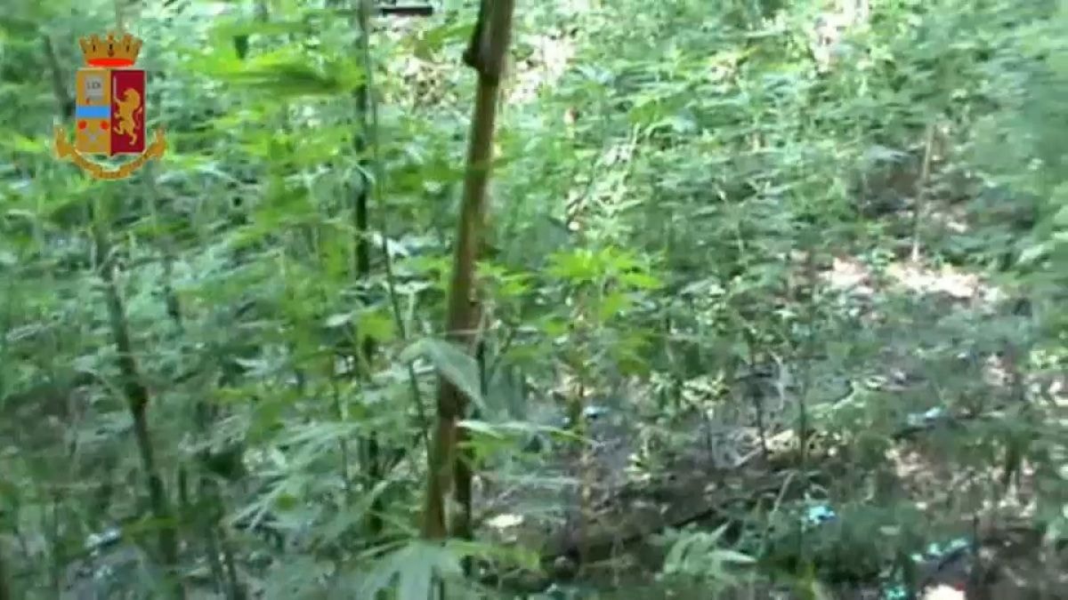 Italian Police Seize €20 Million in Marijuana Plants in Major Operation