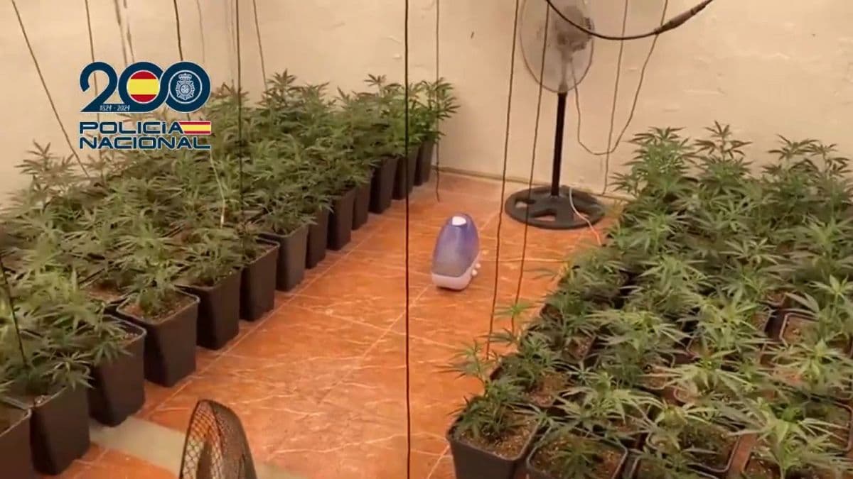Spanish Police Dismantle Major Marijuana Trafficking Network to Germany