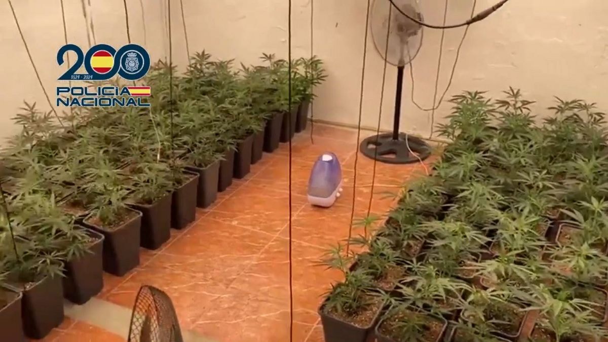 Spanish Police Dismantle Major Marijuana Trafficking Network to Germany