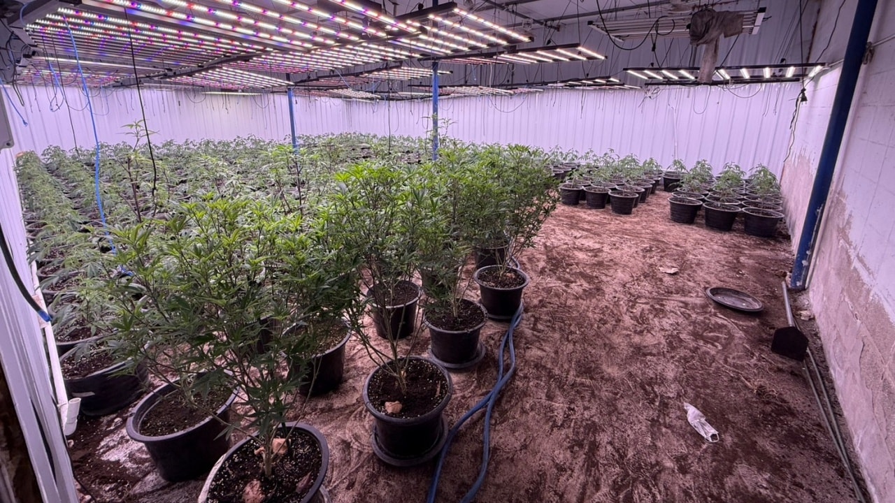 Unauthorized Cannabis Warehouse Raided in Bangkok, 1,685 Plants Seized