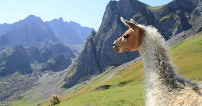 Chilean Opposition Pushes for Cannabis Decriminalization Bill Revival