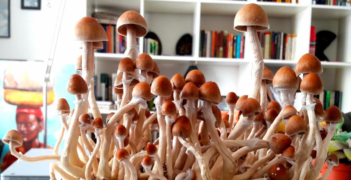 California Senate Approves Bill to Decriminalize Psychedelics