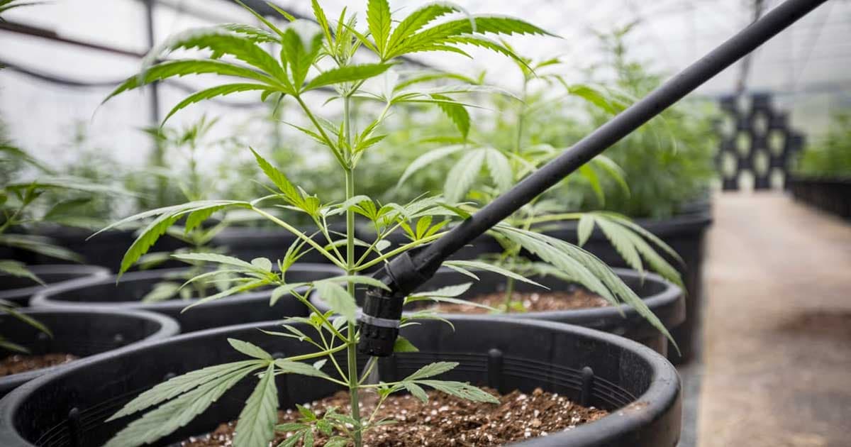 Effective Cannabis Plant Watering Techniques Enhance Yield and Quality