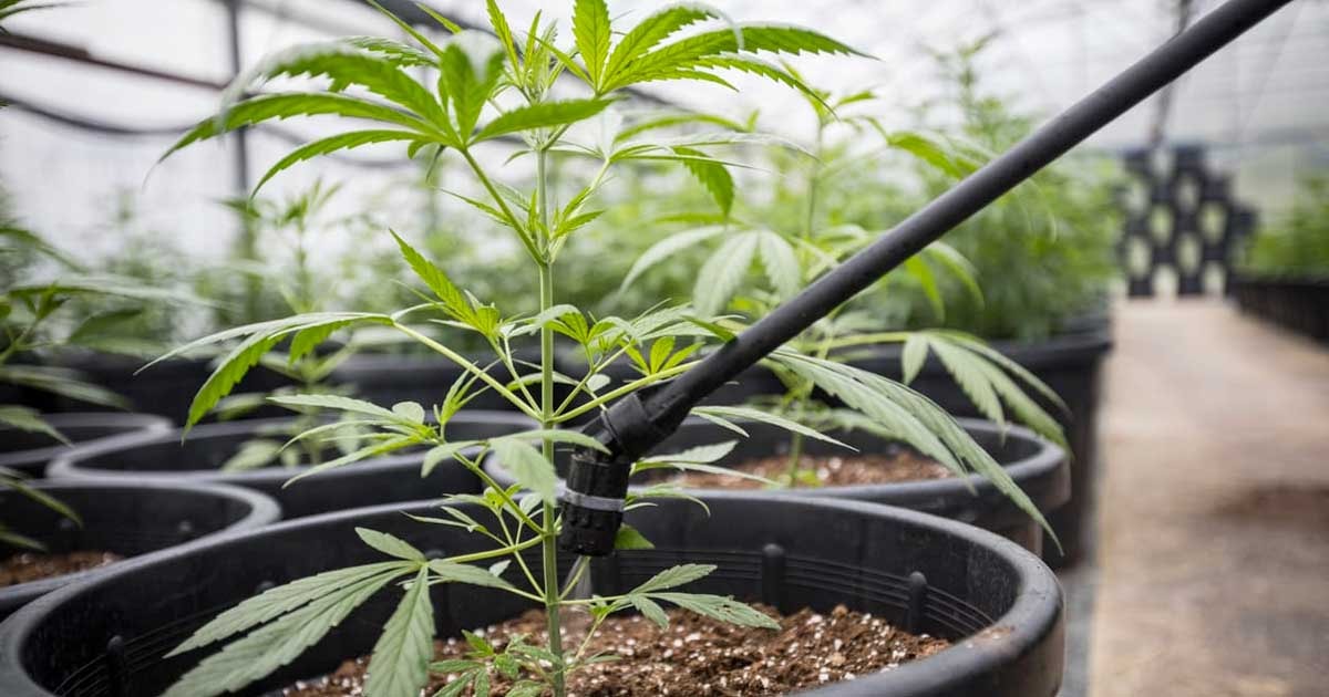 Effective Cannabis Plant Watering Techniques Enhance Yield and Quality