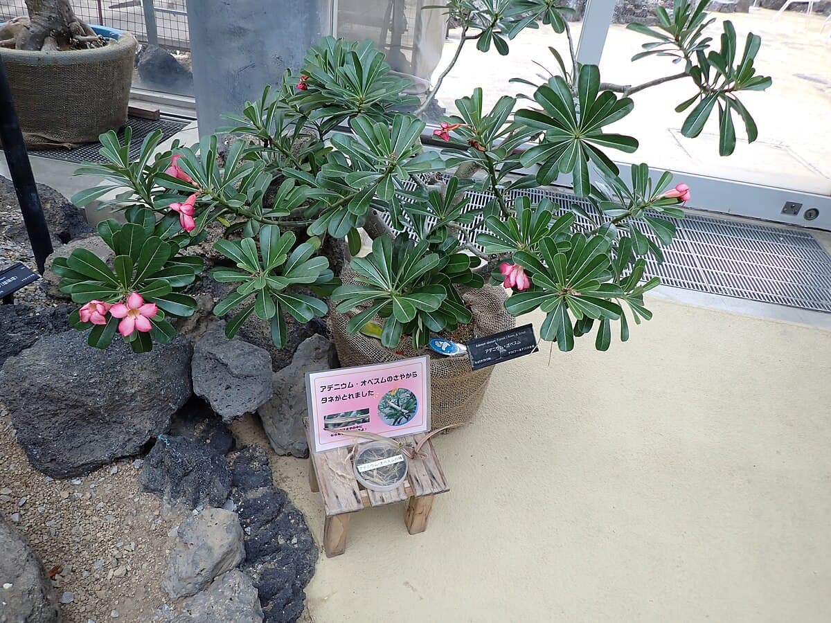 Adenium obesum (Desert Rose)