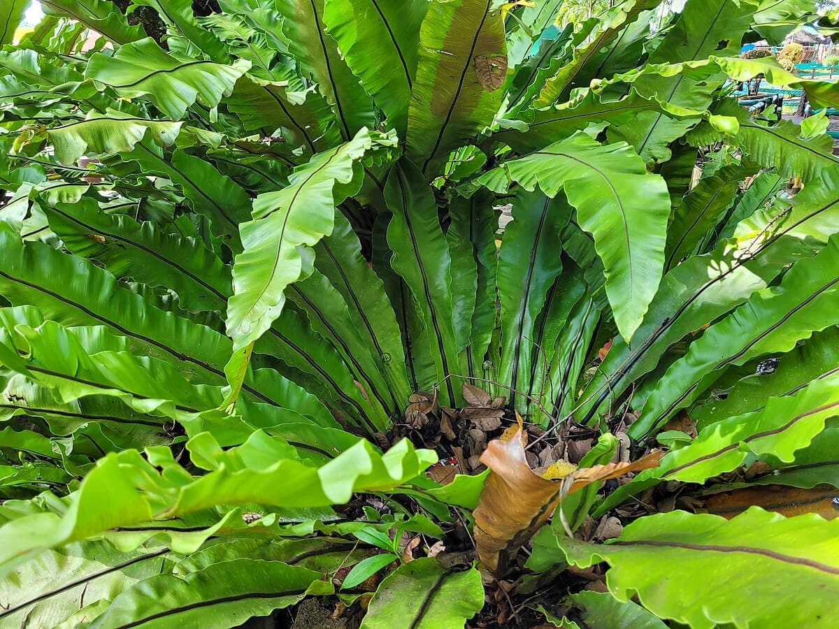 Asplenium nidus (bird's nest fern)