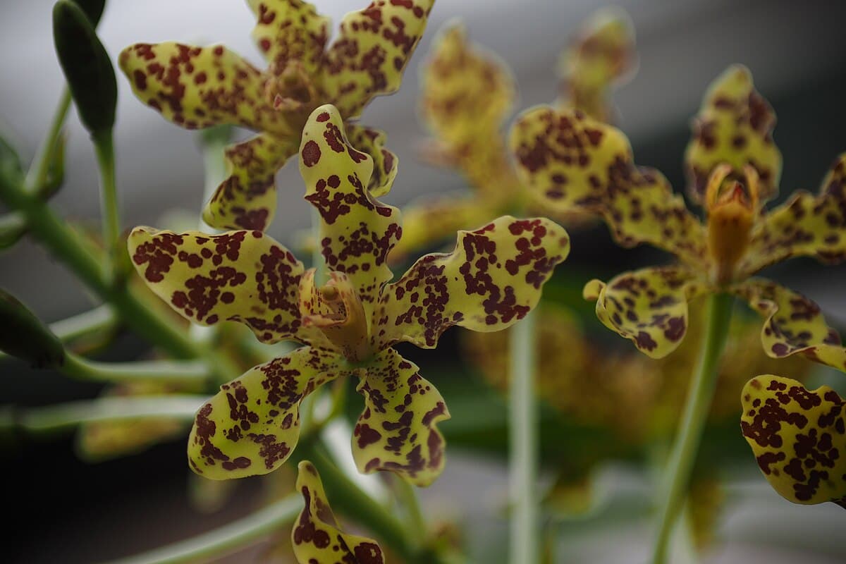 Grammatophyllum speciosum (tiger orchid)