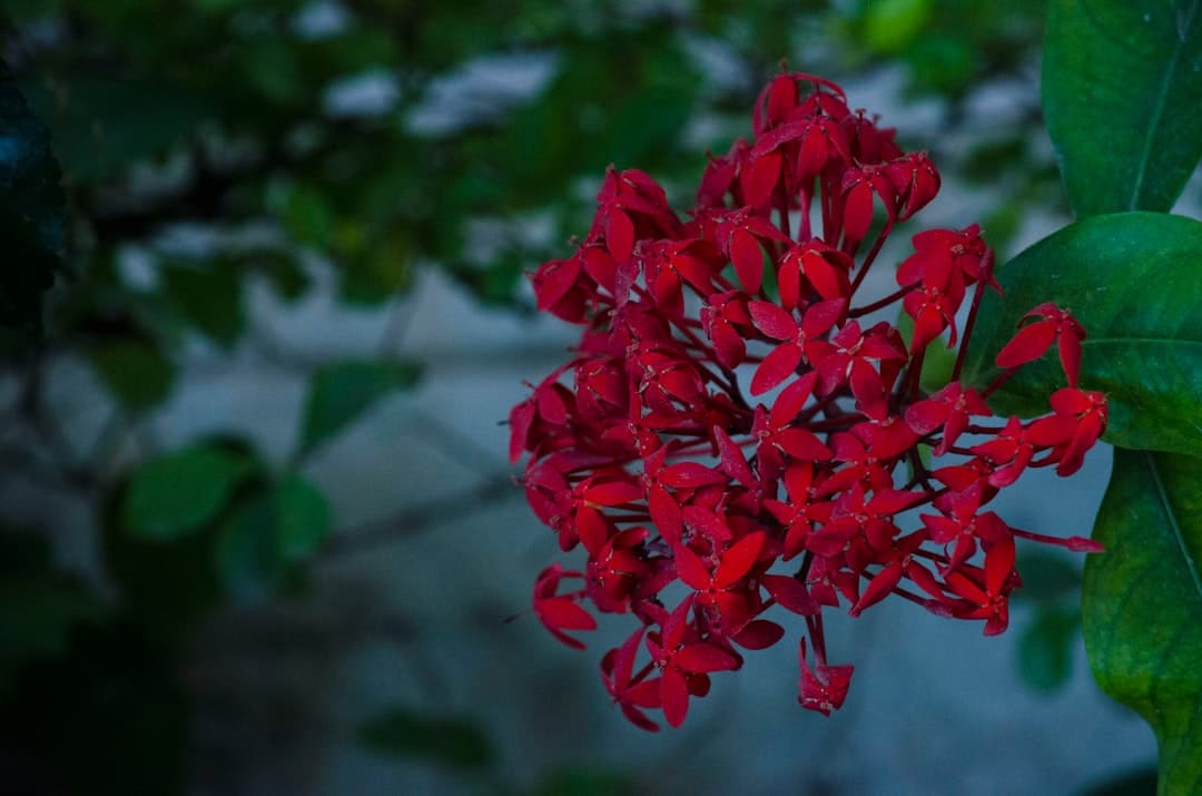 Ixora coccinea (Flame of the Woods)