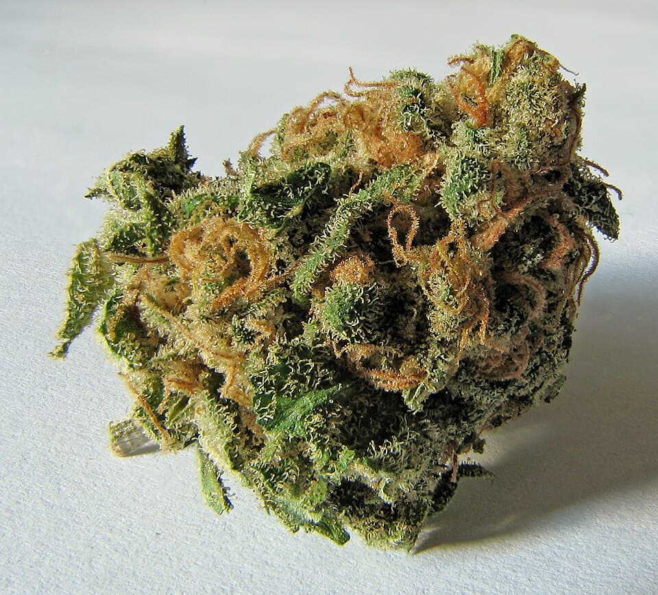 KD Strain — by Legendary Thai Breeder Mr. KD