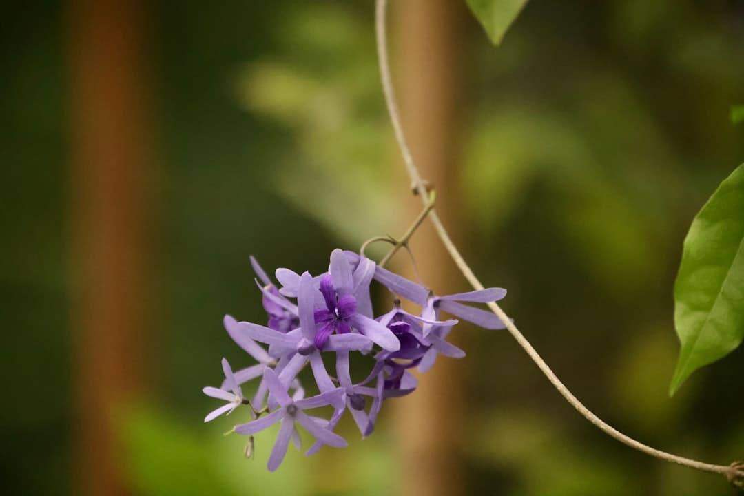 Petrea volubilis — Queen's Wreath