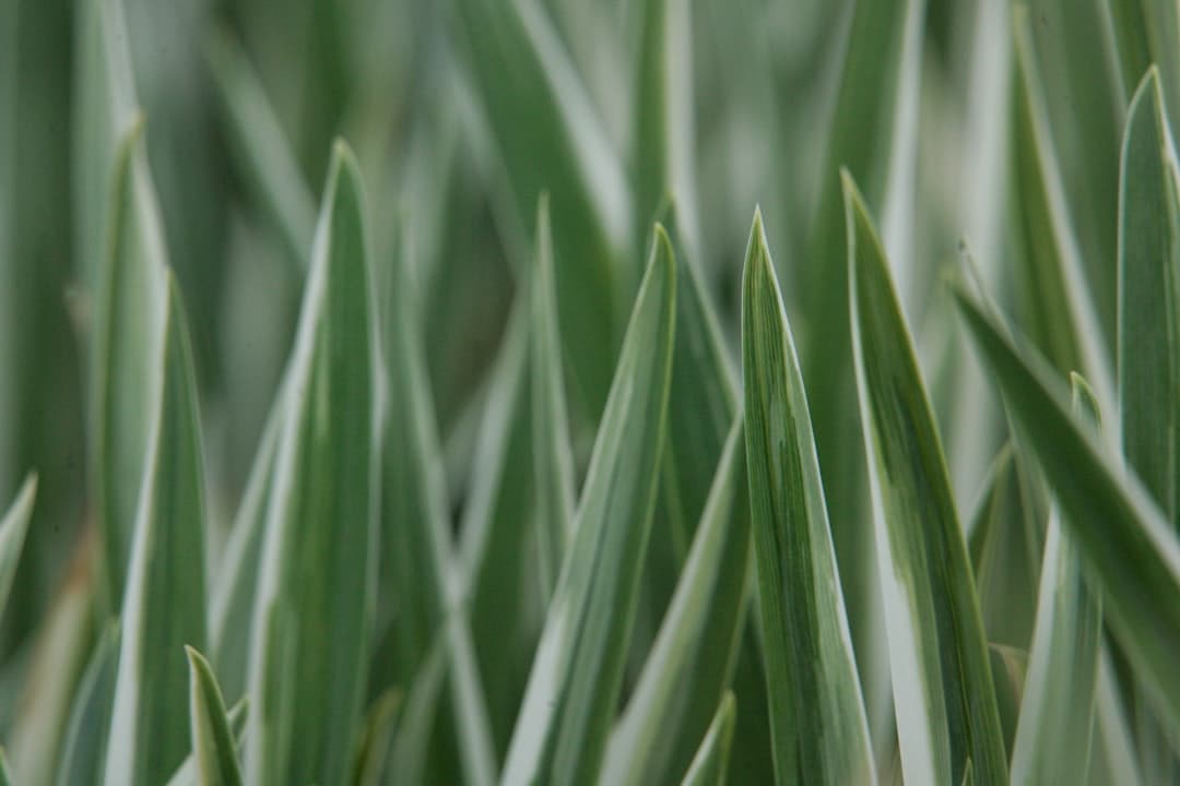 Phormium 'Yellow Wave' (New Zealand Flax)