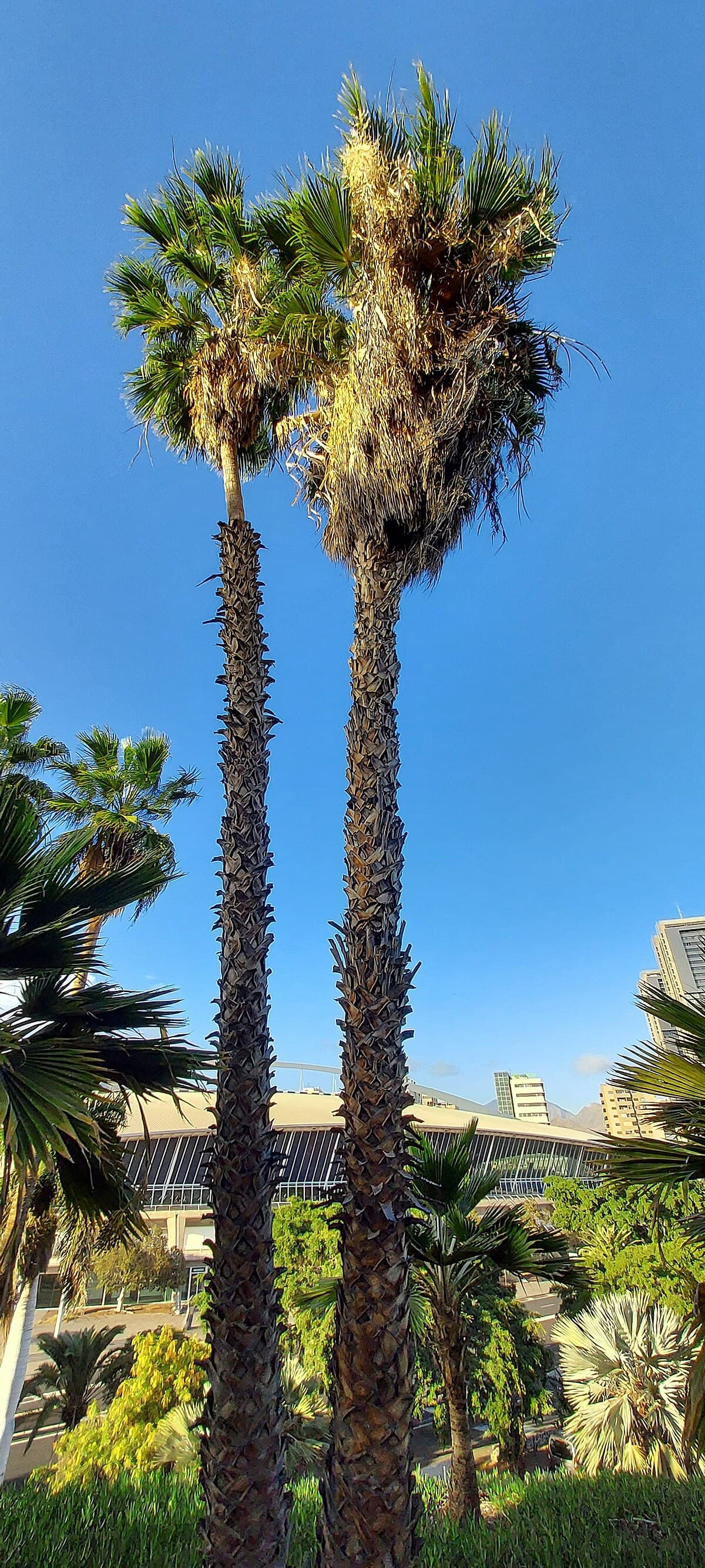 Washingtonia robusta (Mexican fan palm)