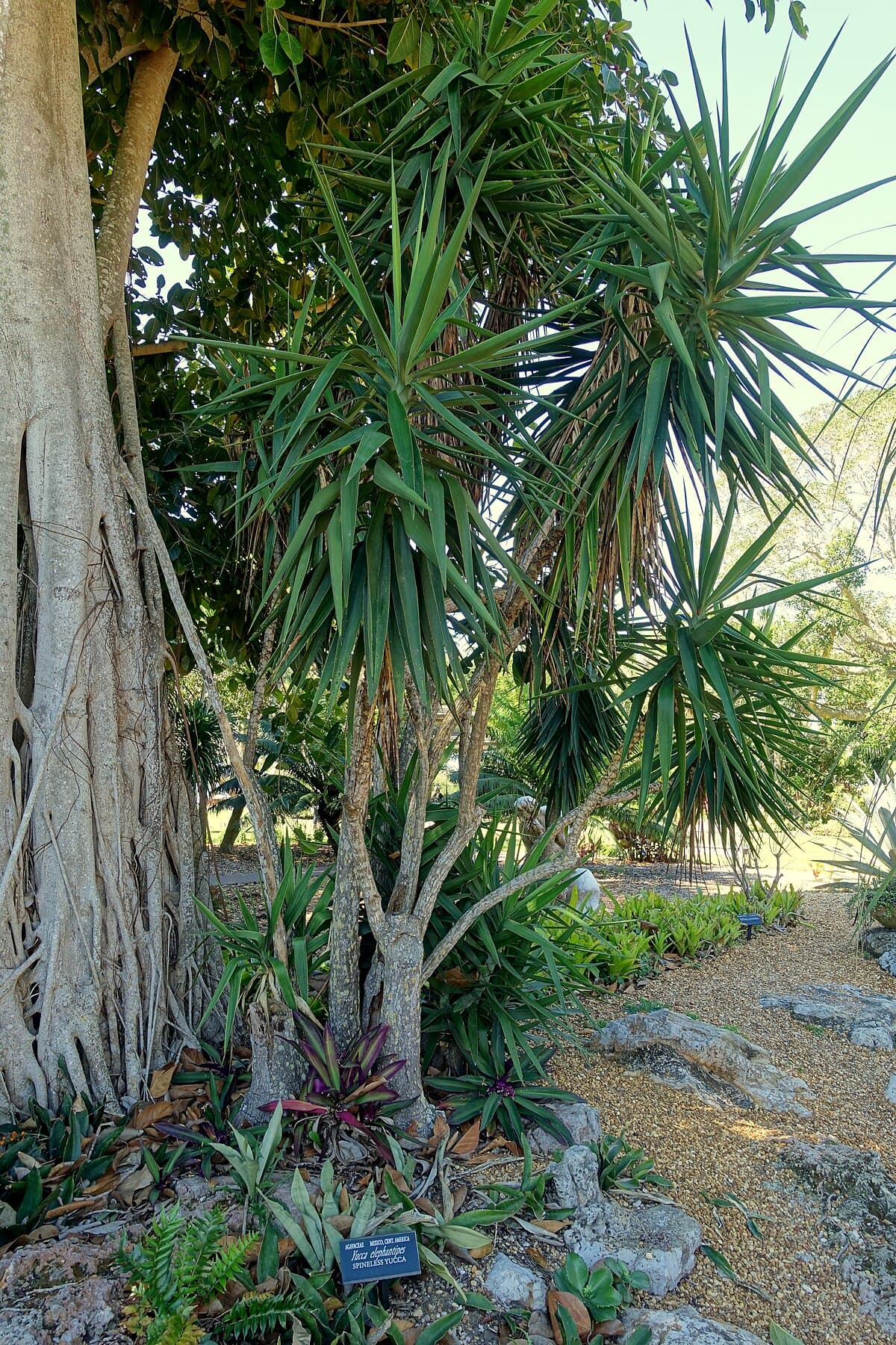 Yucca gigantea (spineless yucca)