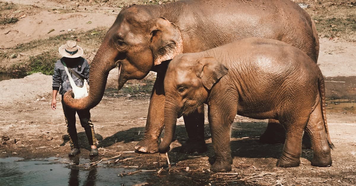 The Elephant in Thai Culture: Beyond Tourism Clichés