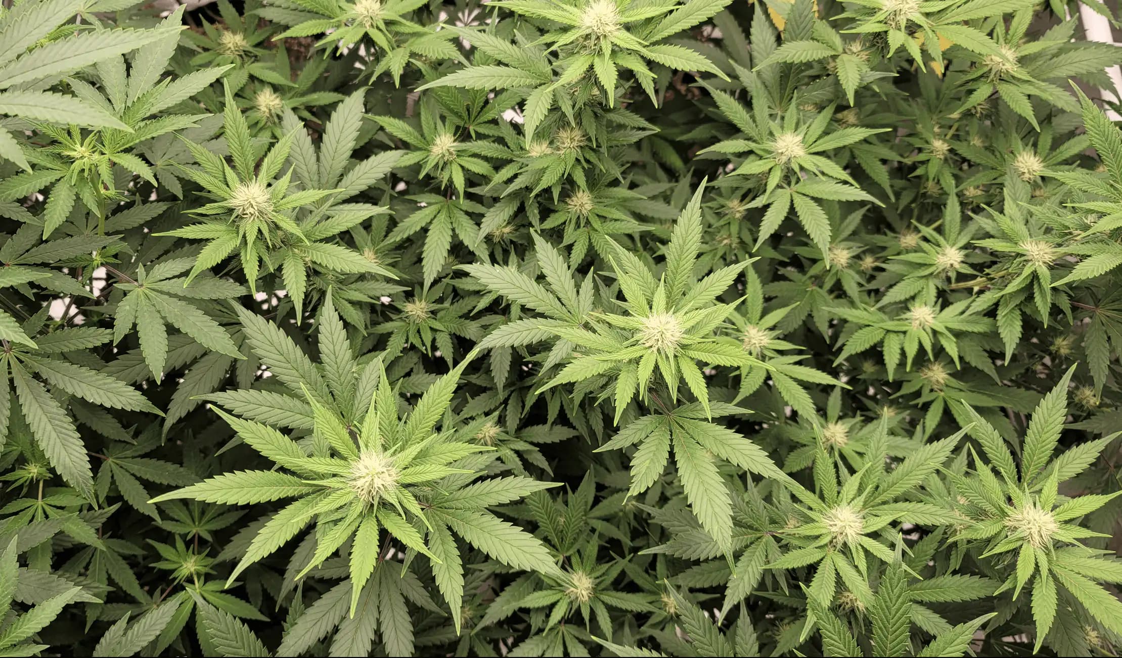 Study Finds Vaporizing Cannabis Reduces Harmful Byproducts by Up to 99% Versus Smoking