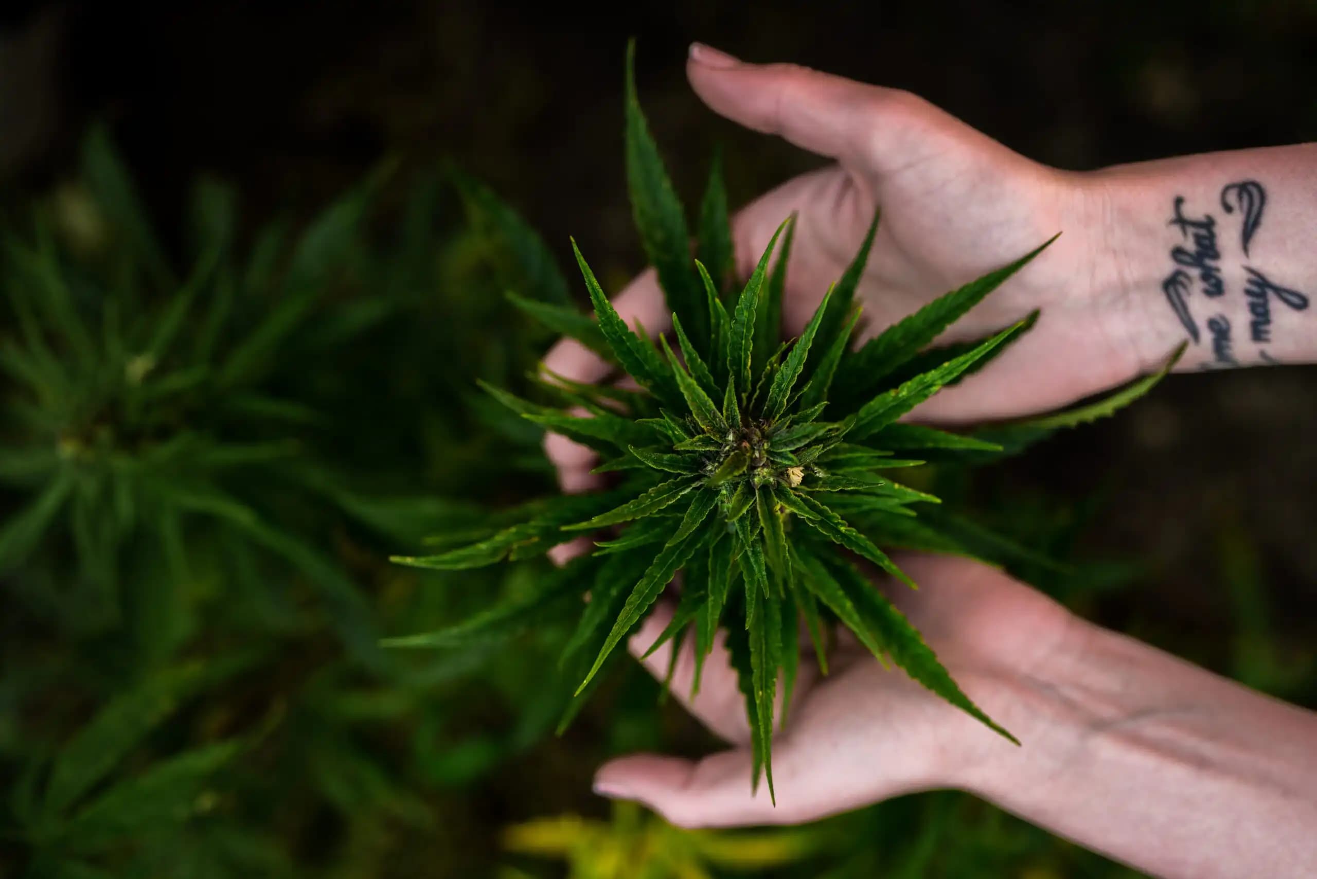 NORML Launches Cannabis Freedom Survey Ahead of 4/20 to Gauge Consumer Rights Nationwide