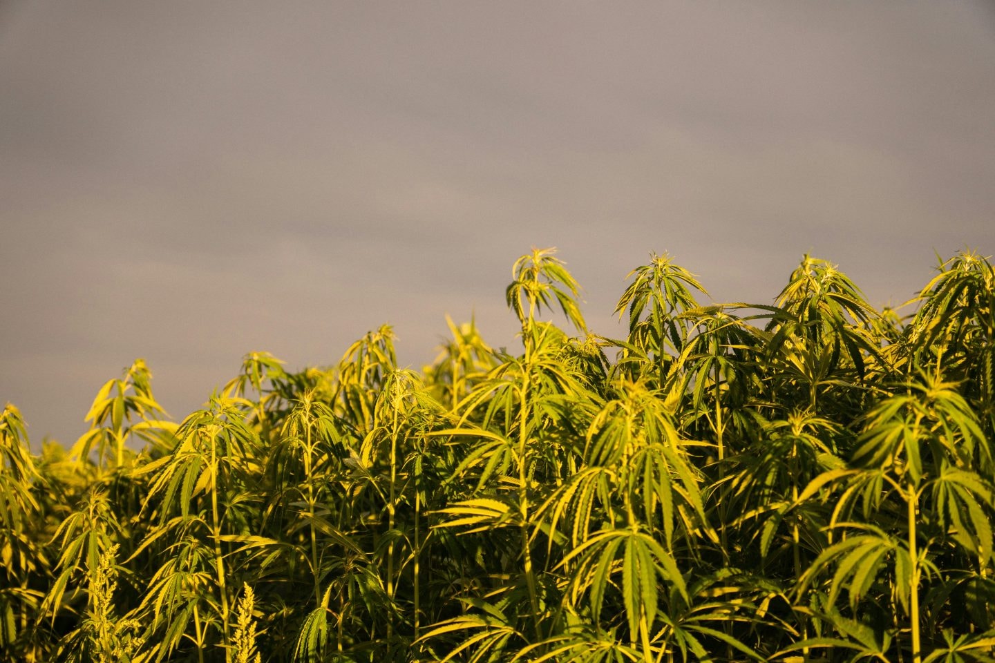 Indigenous Tribes Assert Sovereignty and Lead U.S. Cannabis Policy Innovation