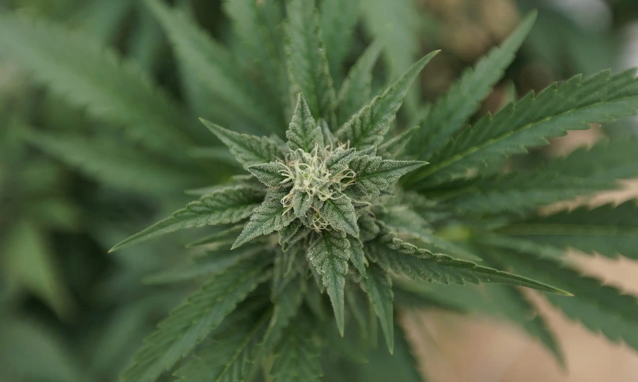 Wisconsin Democratic Gubernatorial Candidates Unite to Push for Marijuana Legalization
