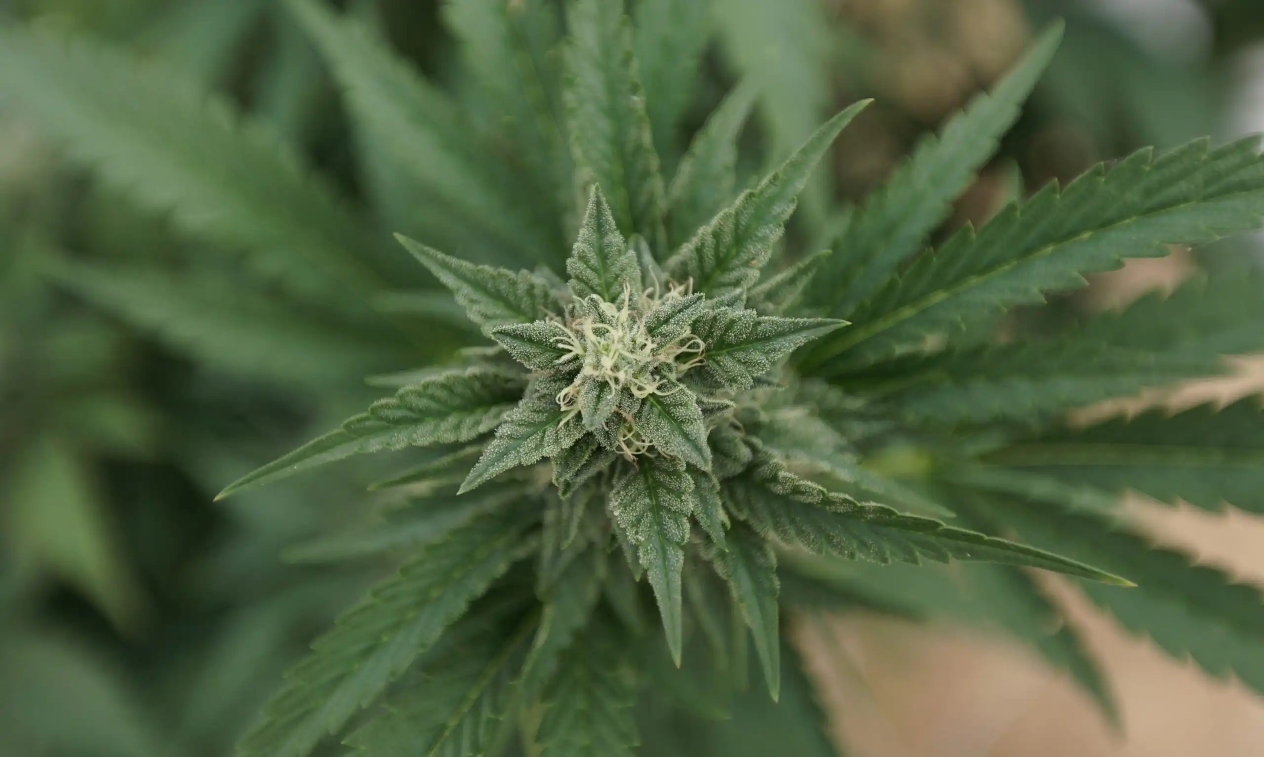Wisconsin Democratic Gubernatorial Candidates Unite to Push for Marijuana Legalization