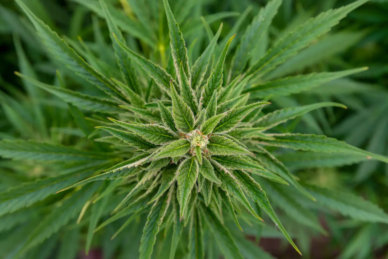 Virginia Cannabis Bill Sponsors Urge Rejection of Governor’s Amendments, Risking Veto