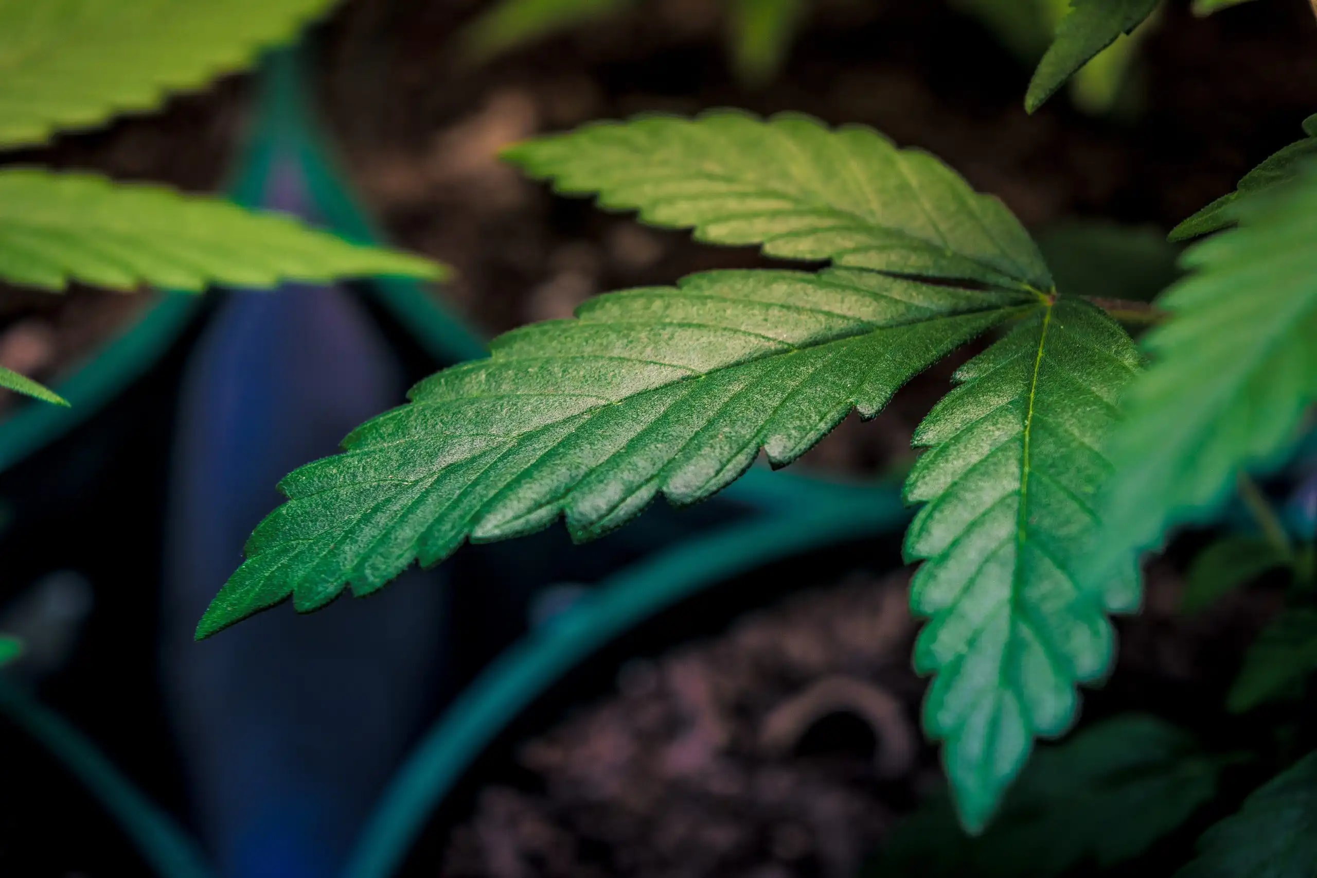 Indiana Governor Initiates State Agency Meetings with Medical Marijuana Advocates Following Federal Rescheduling