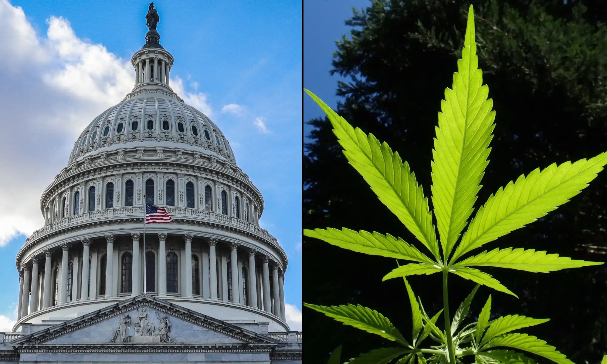 Congress Directs Federal Agencies to Review State Marijuana Laws and Diversion Prevention