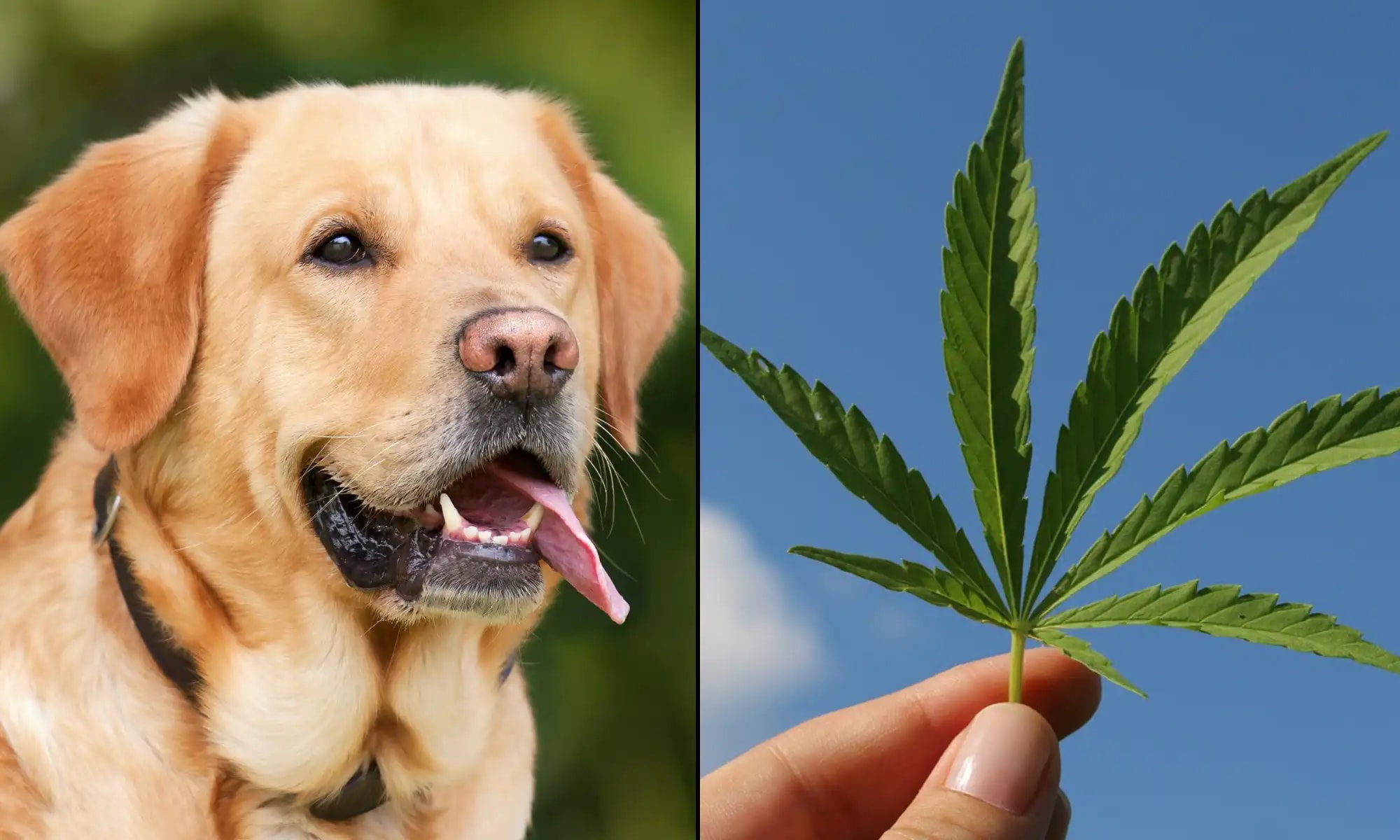 Maryland Legislature Approves Protections for Veterinarians Recommending Medical Cannabis for Pets