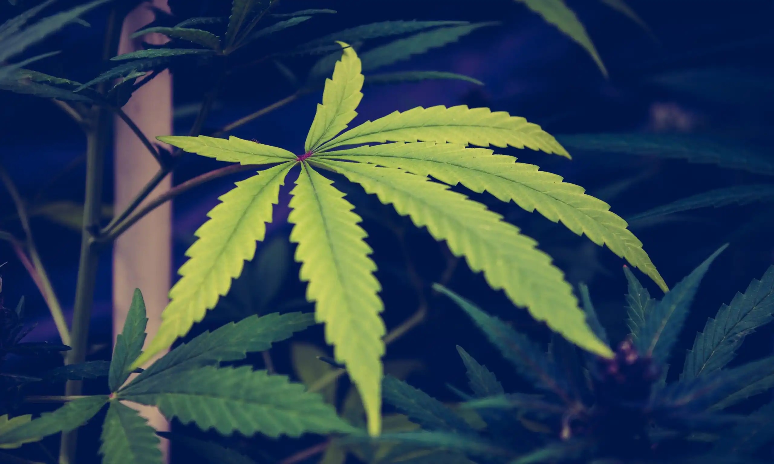 Congressional Committee Orders Federal Review of State Marijuana Laws and Diversion Risks