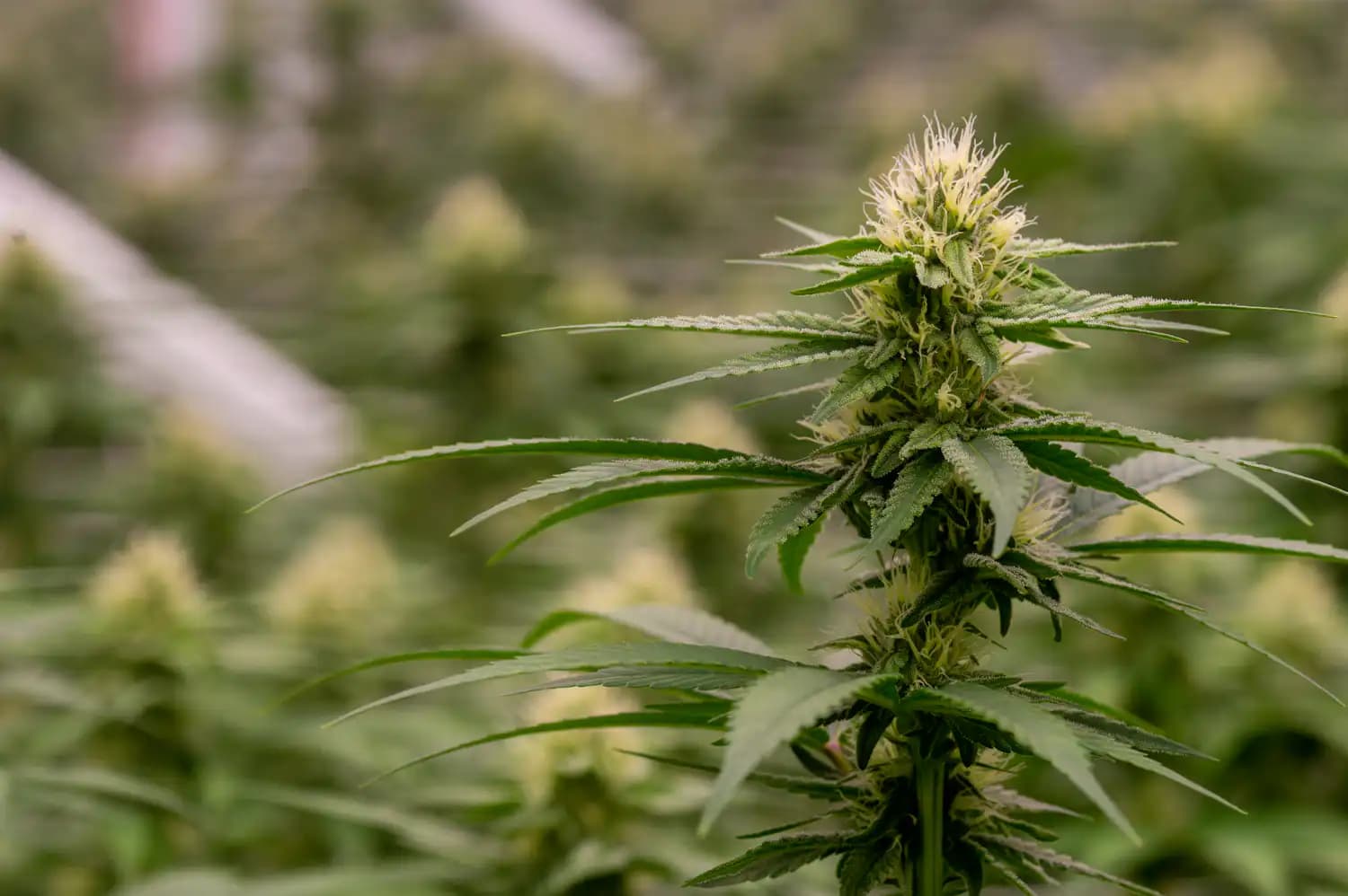 Senate Bill Would Let States Bypass Federal Hemp THC Product Ban