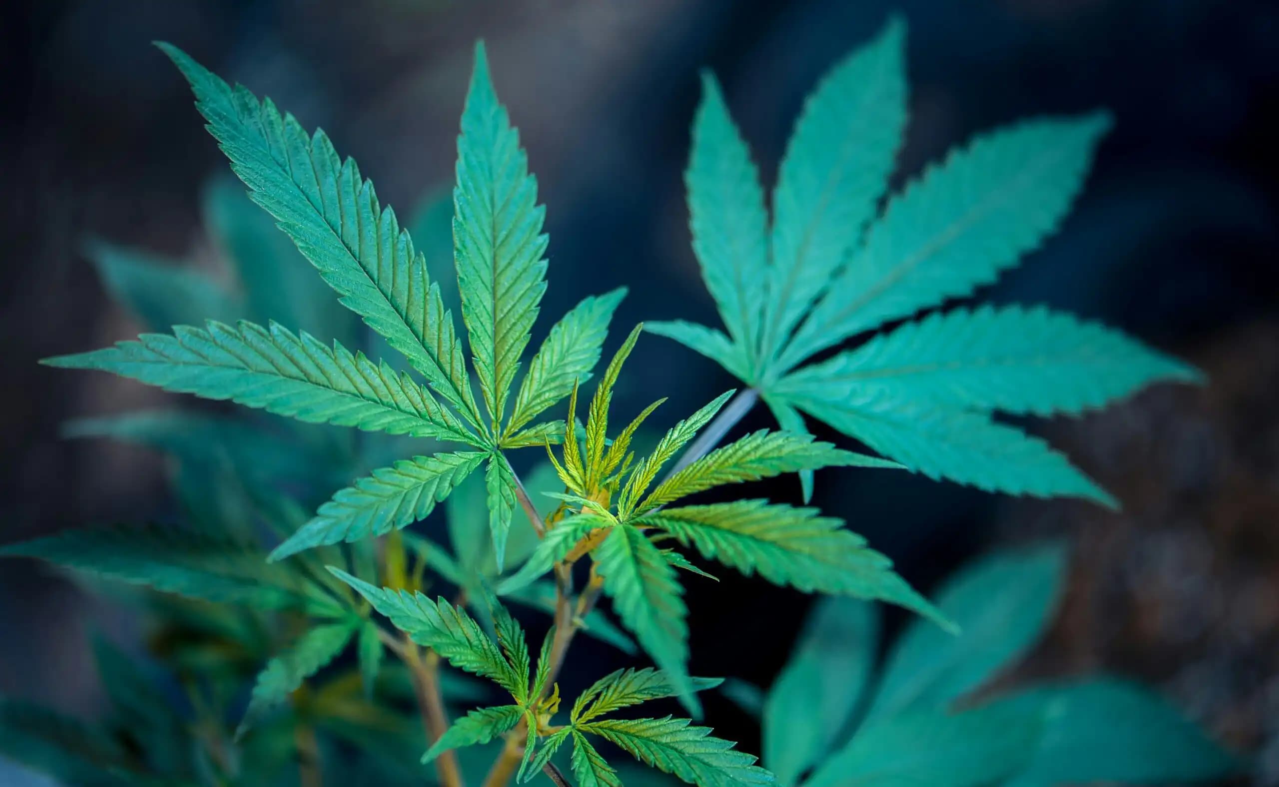 Virginia Lawmakers Reject Governor Spanberger’s Amendments to Cannabis Sales Bill, Setting Up Possible Veto