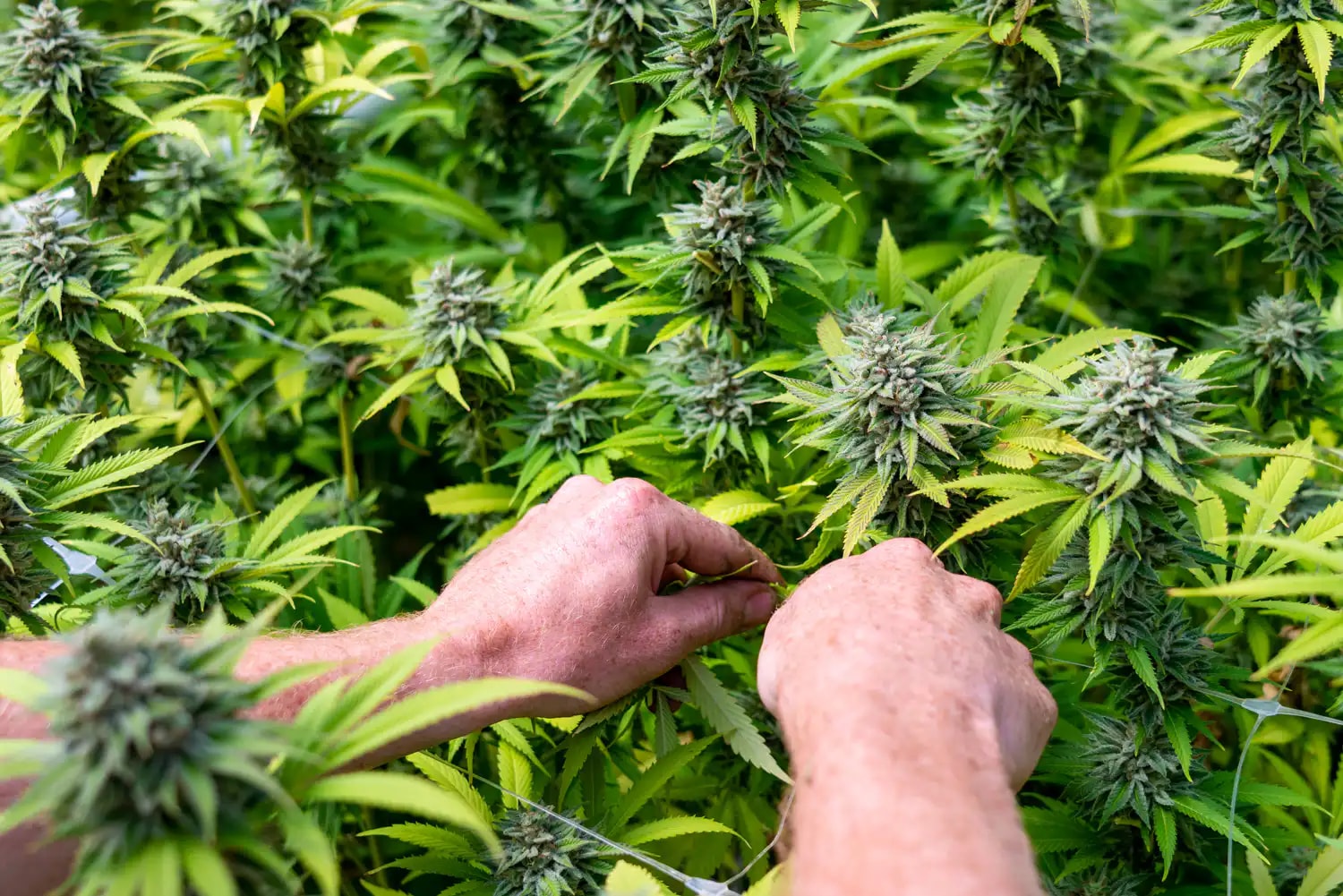 Congress Proposes Amendment Allowing VA Doctors to Recommend Medical Cannabis to Veterans