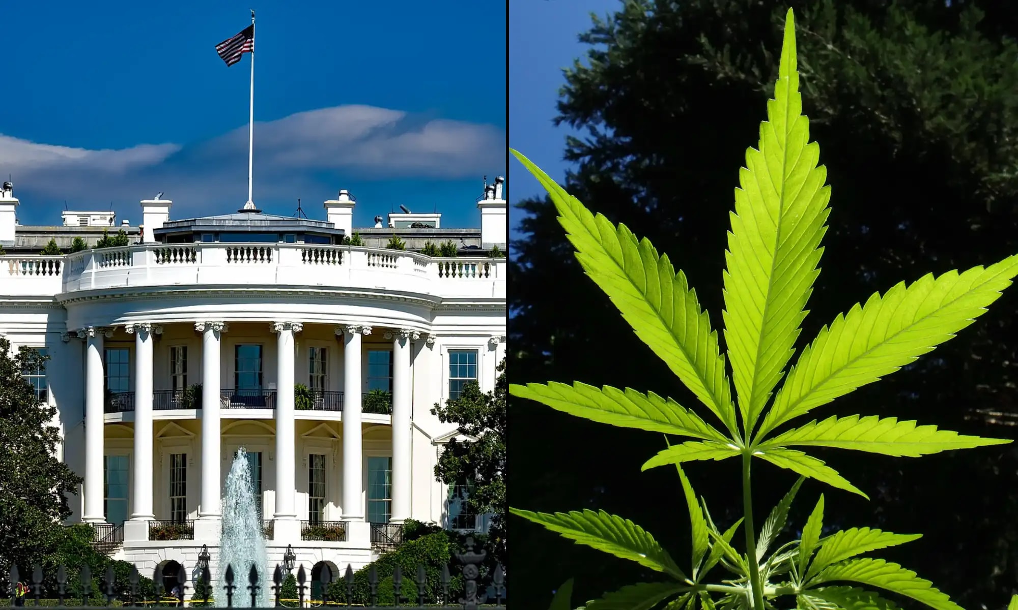 White House Drug Czar Asserts Marijuana Remains Federally Illegal After Rescheduling