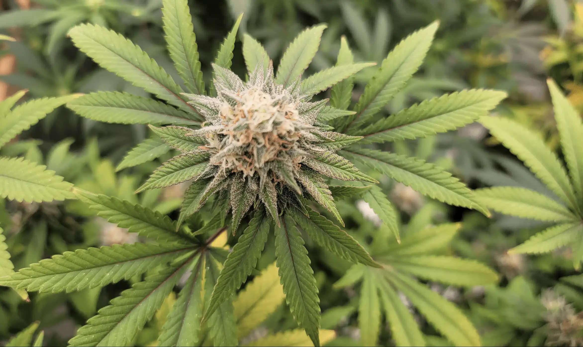 Louisiana House Committee Advances Bill Allowing Medical Marijuana Use for Terminally Ill Patients in Hospitals