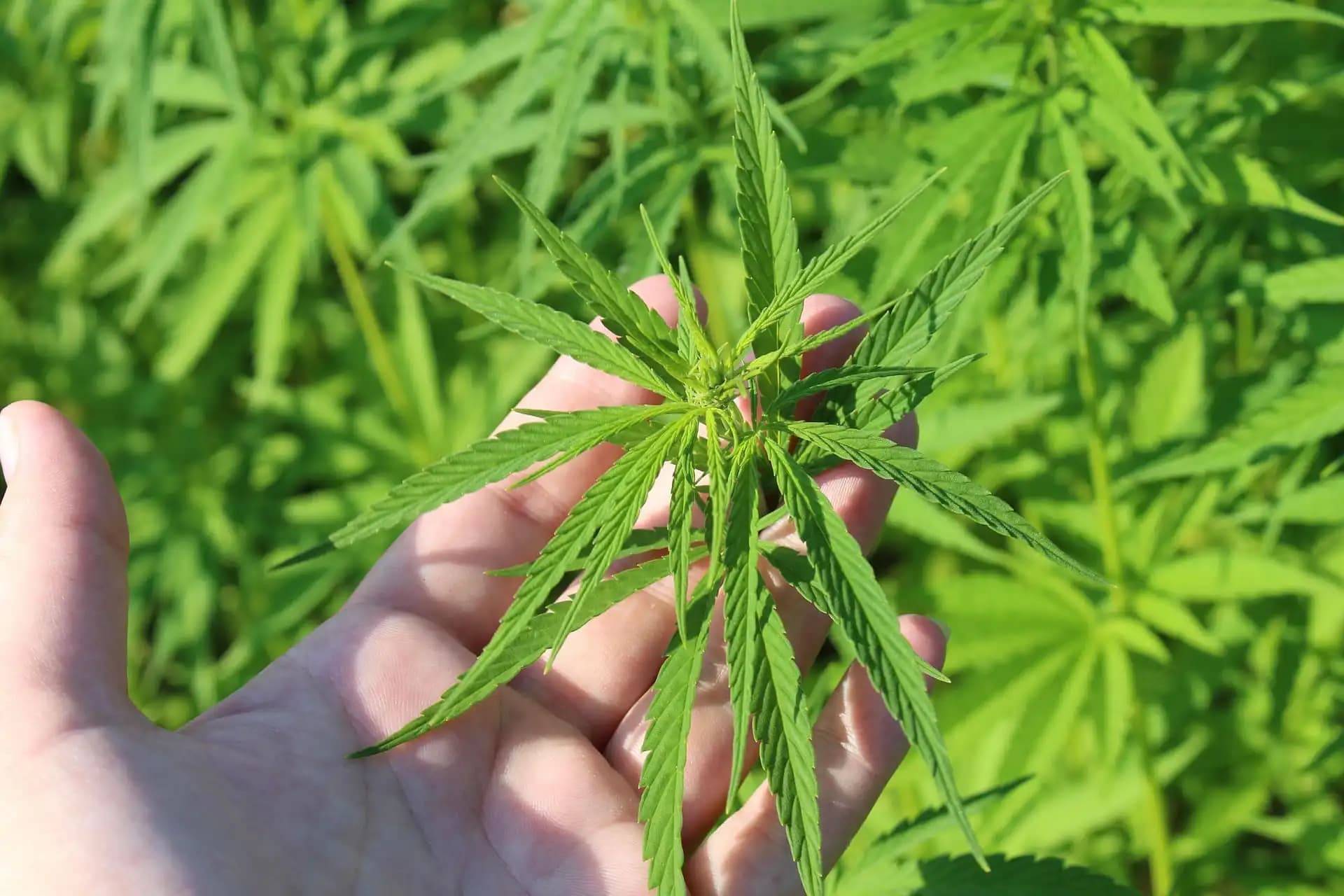 Georgia Expands Medical Cannabis Program With Vaping and New Qualifying Conditions