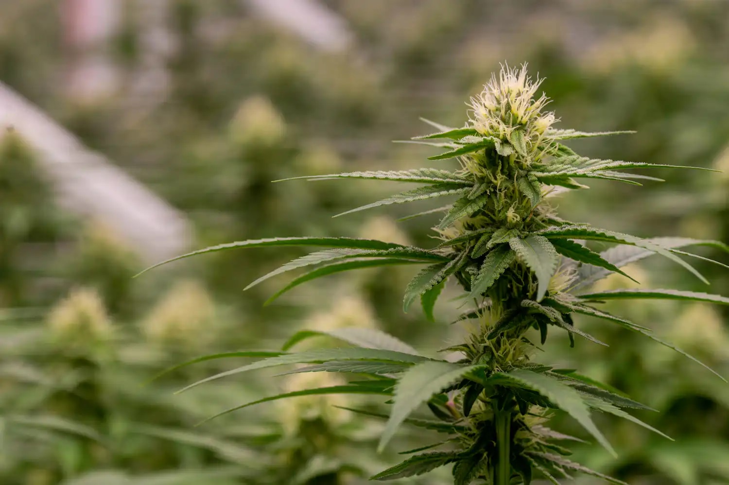 Indiana Governor Faces GOP Pressure to Maintain Marijuana Ban Despite Federal Rescheduling
