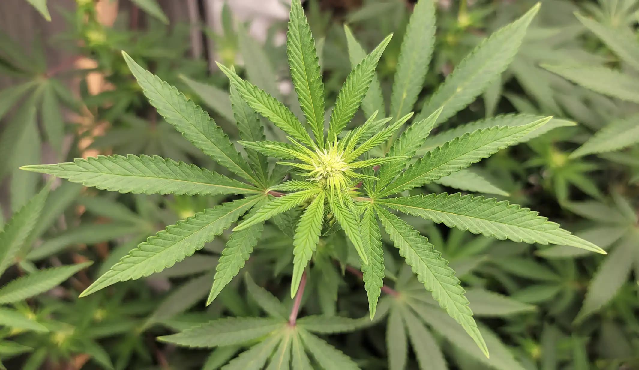 Louisiana Lawmaker Proposes Task Force to Study Recreational Marijuana Legalization