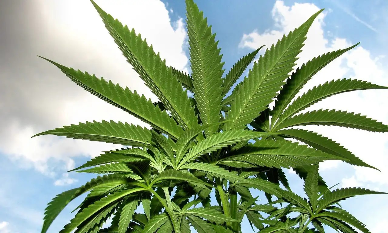 Congressional Report Clarifies Limits of Federal Marijuana Rescheduling for State-Legal Markets