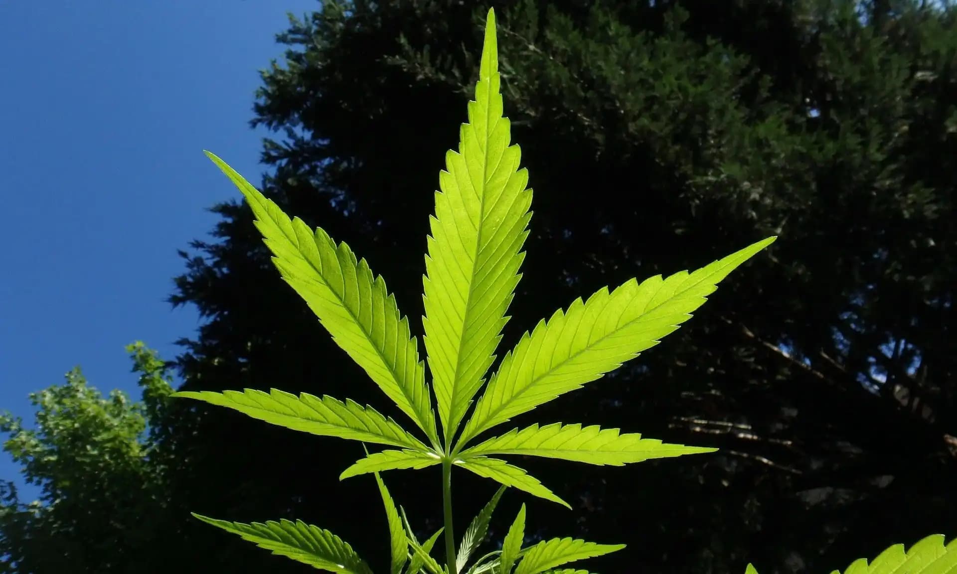 2026 Elections Poised to Shape U.S. Cannabis Policy Beyond Any Single Bill