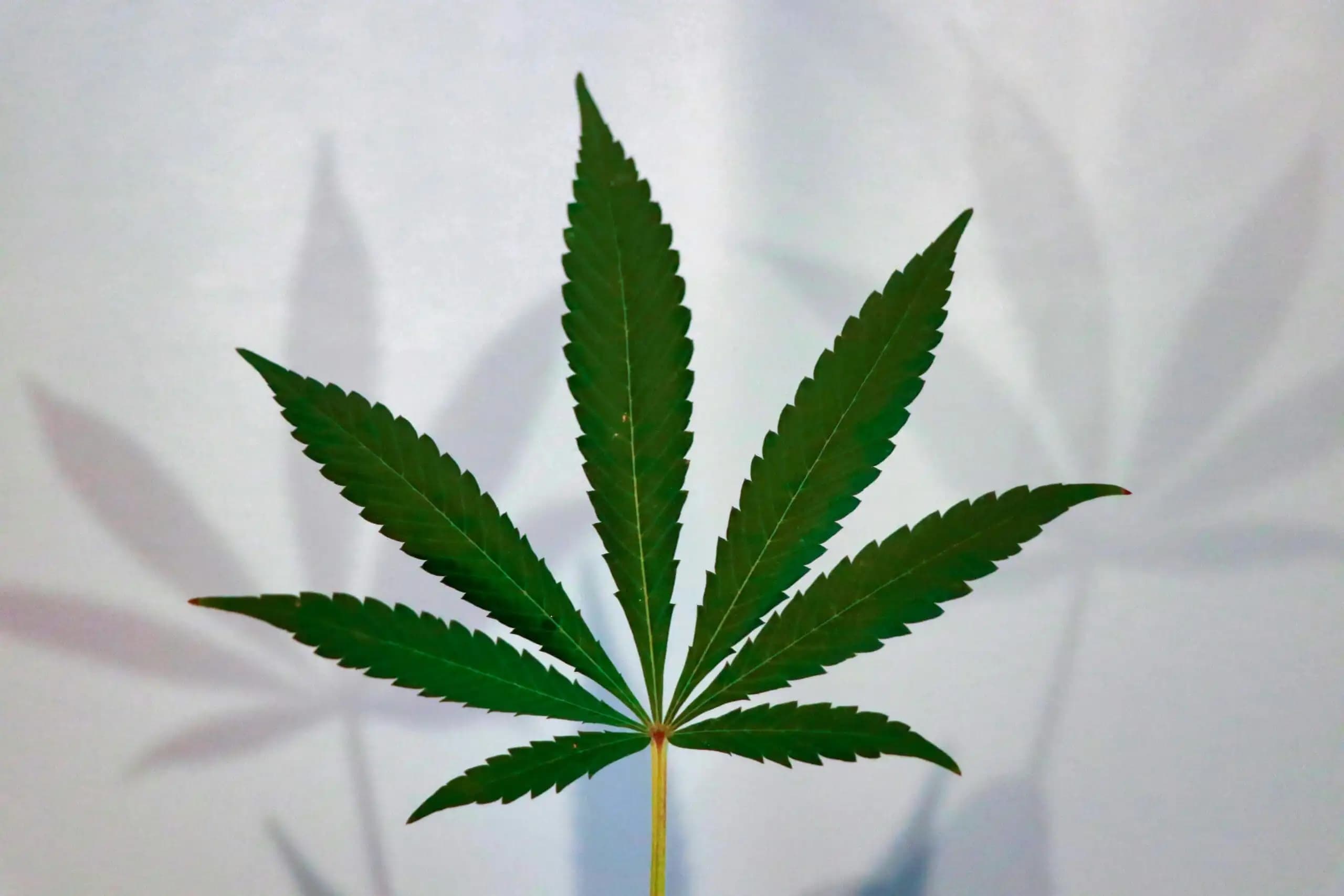 Lawmakers and Advocates Demand Comprehensive Federal Cannabis Reform Beyond Rescheduling