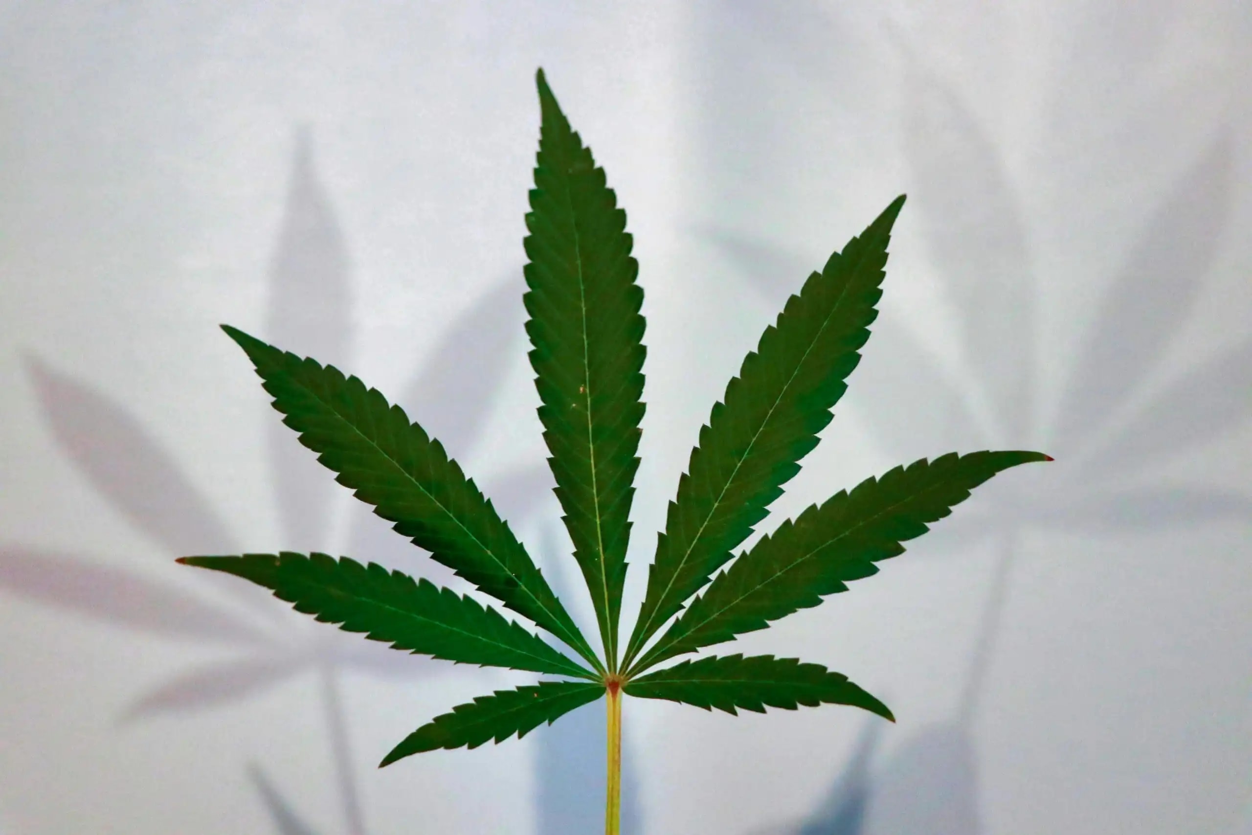 Lawmakers and Advocates Demand Comprehensive Federal Cannabis Reform Beyond Rescheduling