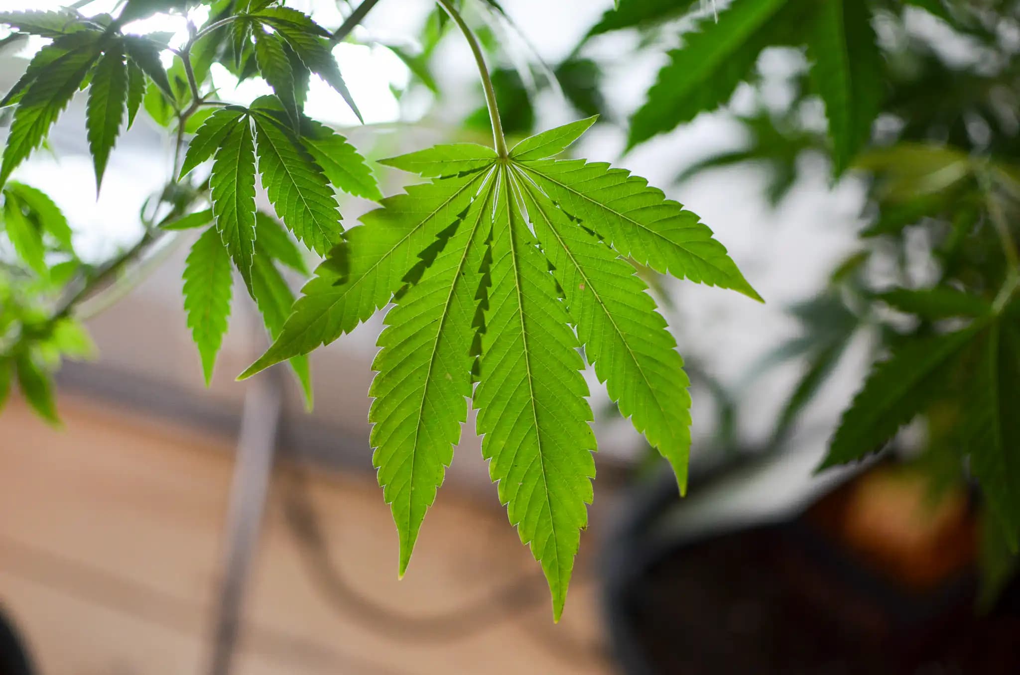 Idaho Medical Marijuana Ballot Push Faces Hurdles as Signature Disputes Emerge
